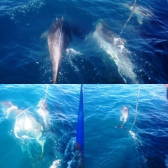Ilha de Buzios